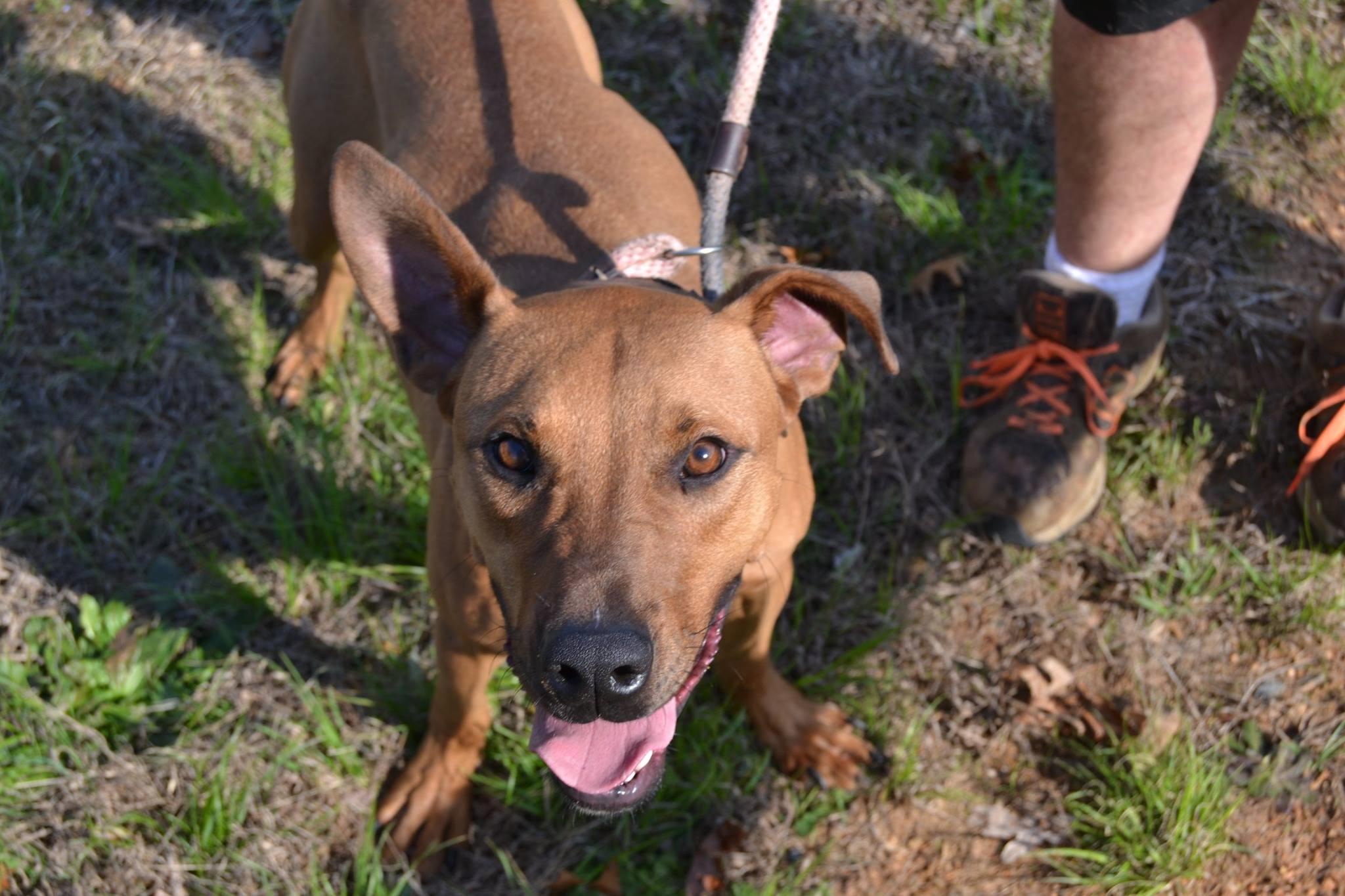 Jethro, an adoptable Greyhound in Raleigh, NC, 27616 | Photo Image 3