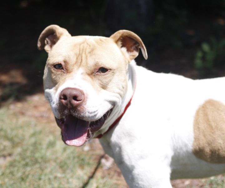 Kiko (Dog Friendly, Charming Boy), an adopted American Bulldog & American Staffordshire Terrier Mix in Jersey City, NJ_image-1