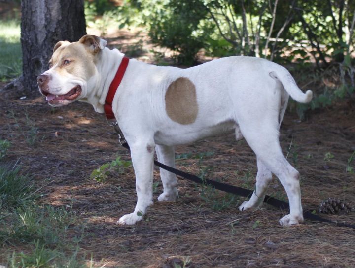 Kiko (Dog Friendly, Charming Boy), an adopted American Bulldog & American Staffordshire Terrier Mix in Jersey City, NJ_image-3