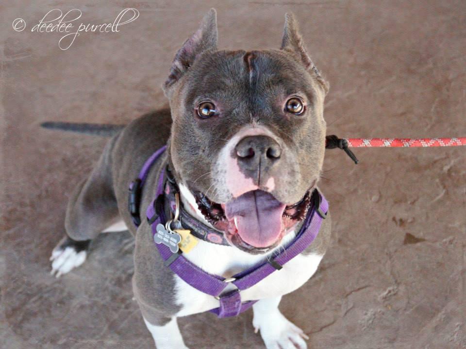 Stevie, an adoptable Pit Bull Terrier in Peoria, AZ, 85381 | Photo Image 2