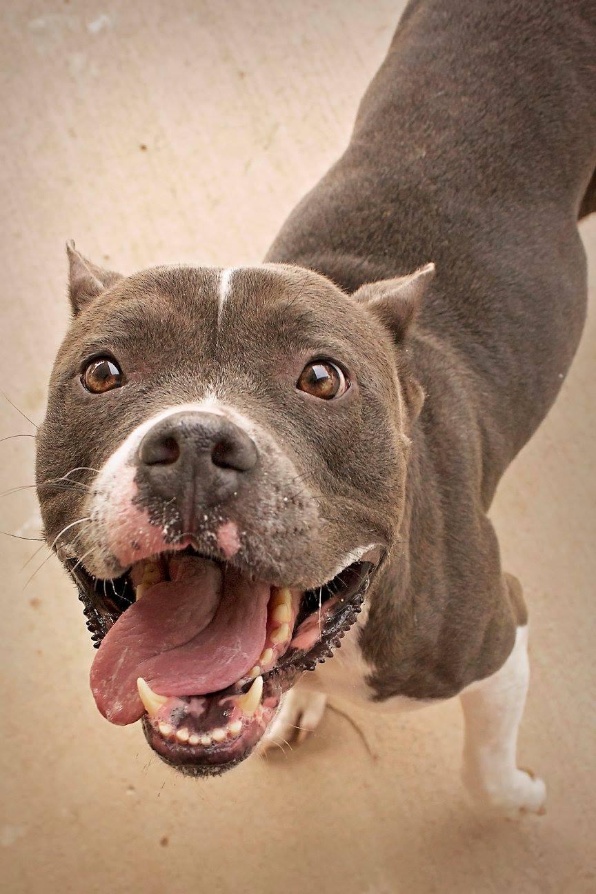 Stevie, an adoptable Pit Bull Terrier in Peoria, AZ, 85381 | Photo Image 1