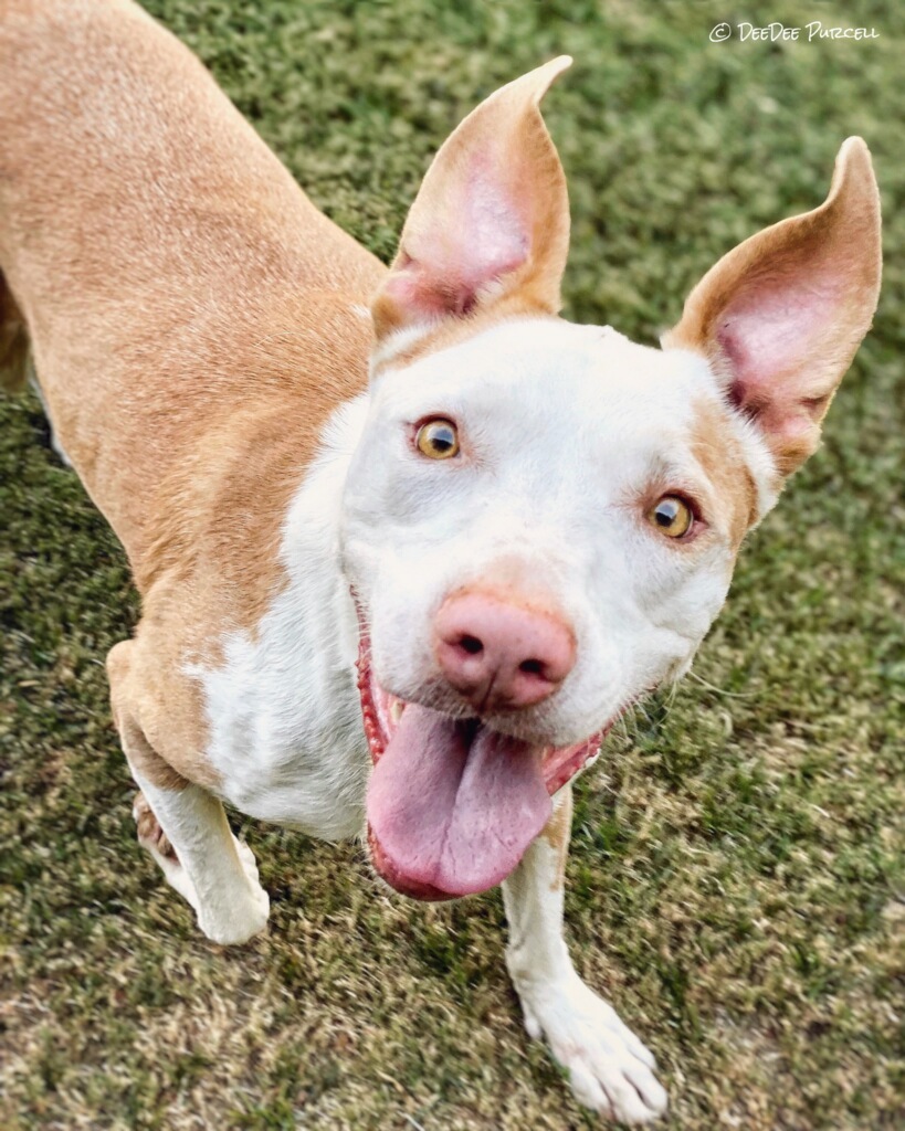Darby Doo , an adoptable Pointer, Pit Bull Terrier in Peoria, AZ, 85381 | Photo Image 6