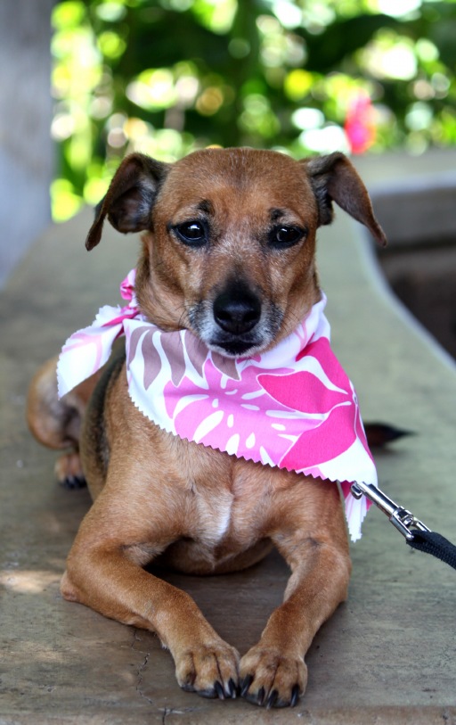 Sweetheart, an adoptable Terrier in Honolulu, HI, 96826 | Photo Image 1