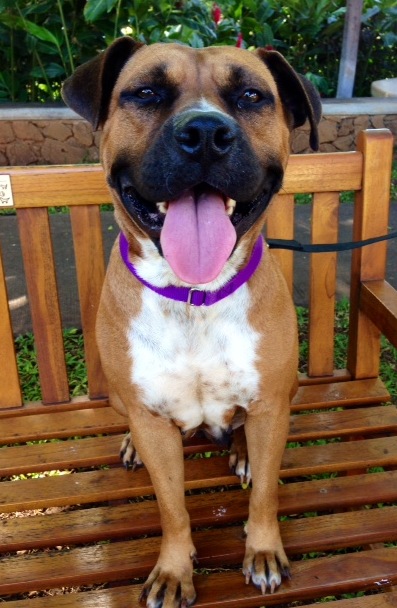 Cora, an adoptable Staffordshire Bull Terrier in Honolulu, HI, 96826 | Photo Image 1