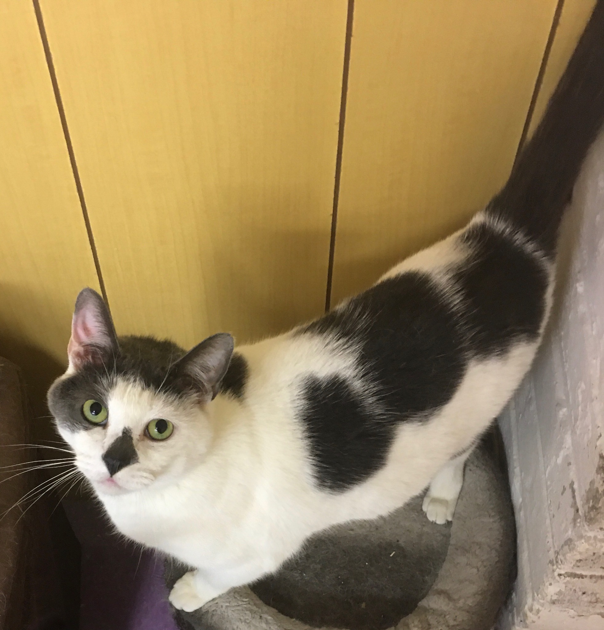 Domino, an adoptable Domestic Short Hair in Westfield, NJ, 07090 | Photo Image 1