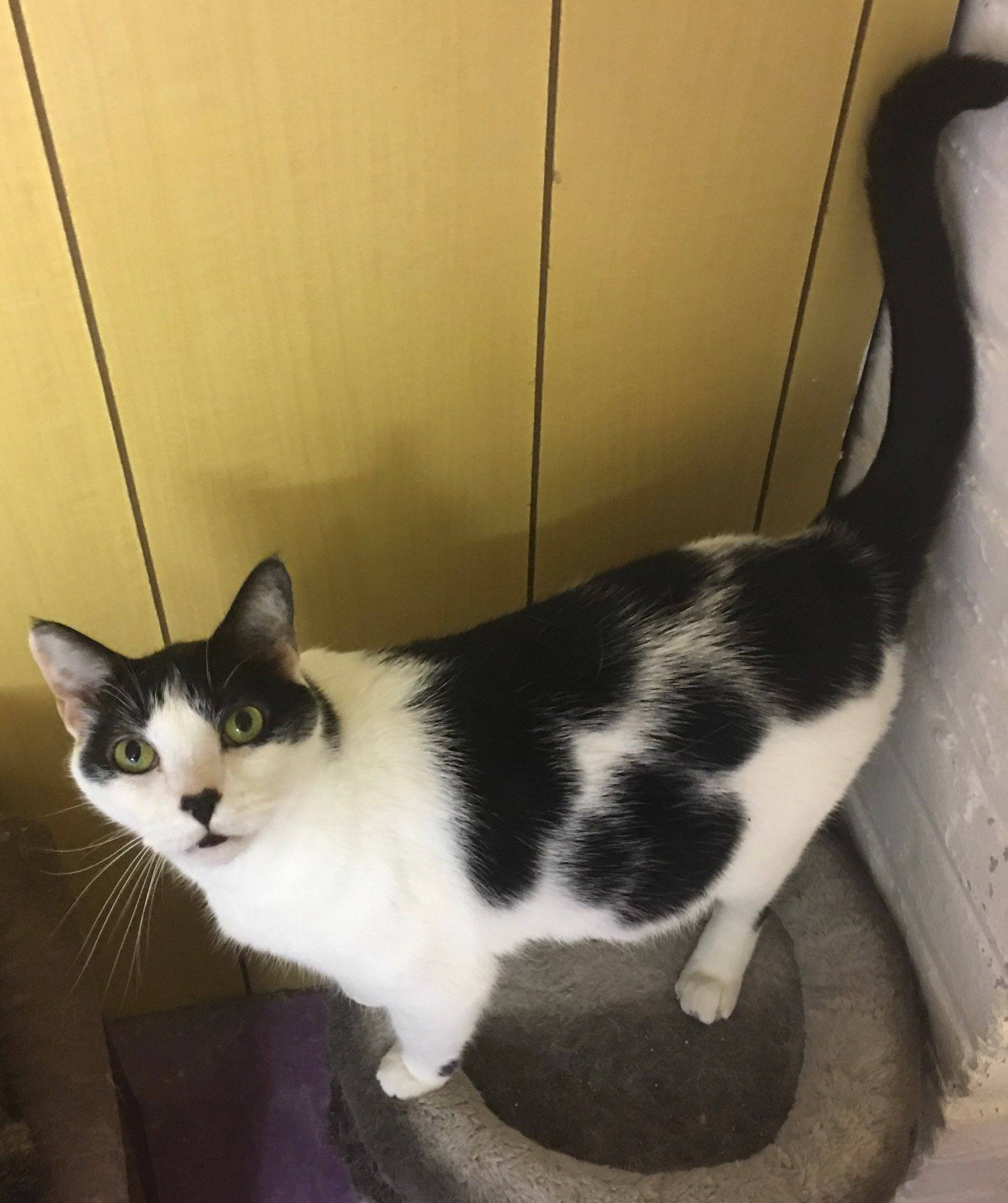 Bandit, an adoptable Domestic Short Hair in Westfield, NJ, 07090 | Photo Image 1