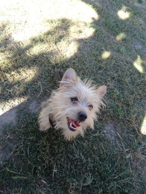 Huey, an adopted Terrier in Petaluma, CA_image-1