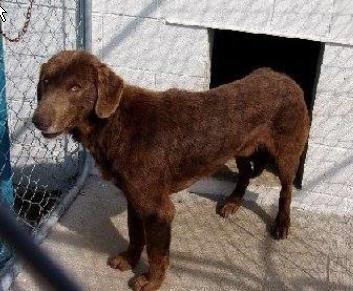 Chief Reese, an adopted Chesapeake Bay Retriever & Labrador Retriever Mix in Huntley, IL_image-1