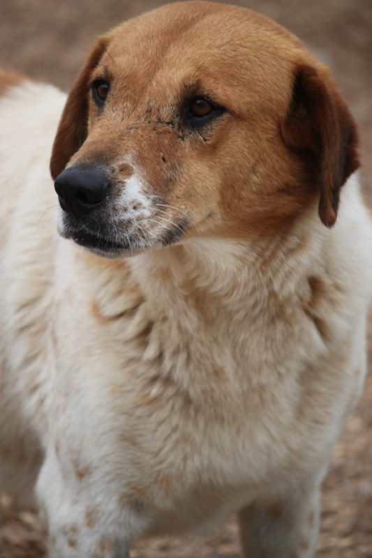 Cattle Kate, an adoptable Cattle Dog, Sheep Dog in Wynne, AR, 72396 | Photo Image 1