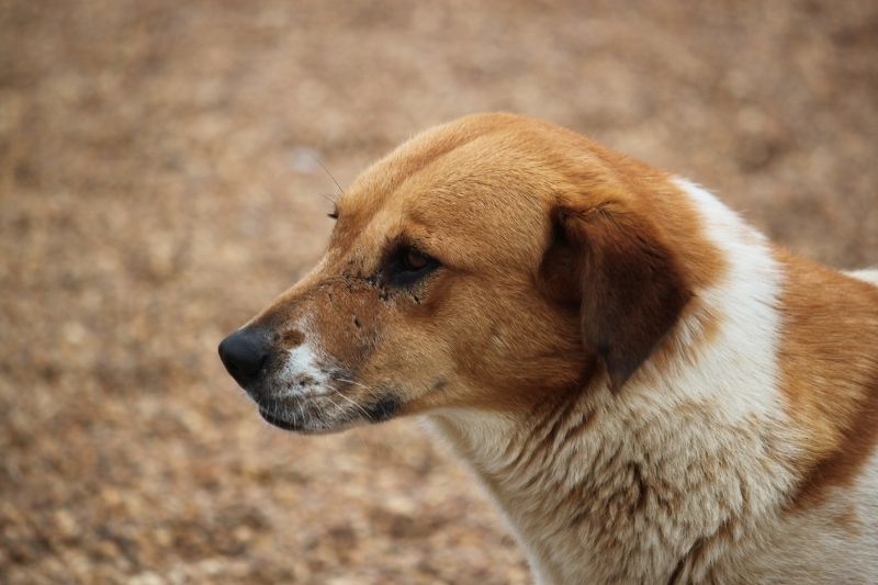 Cattle Kate, an adoptable Cattle Dog, Sheep Dog in Wynne, AR, 72396 | Photo Image 2