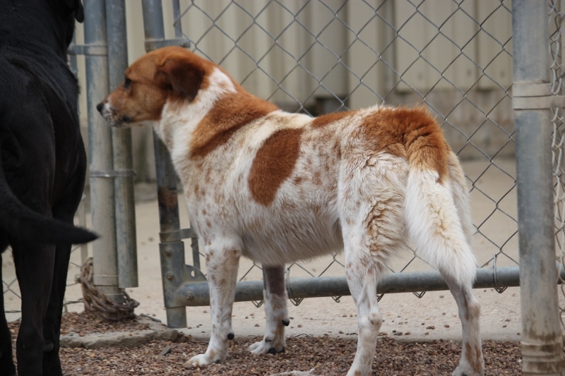 Cattle Kate, an adoptable Cattle Dog, Sheep Dog in Wynne, AR, 72396 | Photo Image 3