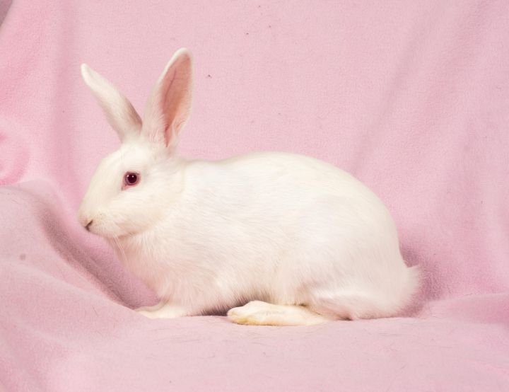 Lilac, an adopted Florida White in Round Rock, TX_image-2
