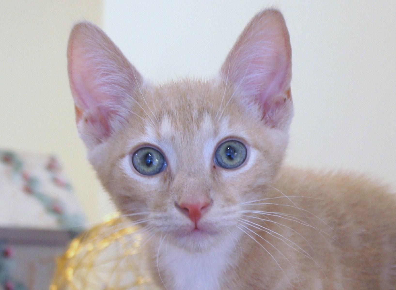 Nash, an adoptable Domestic Short Hair in Franklin, TN, 37064 | Photo Image 1