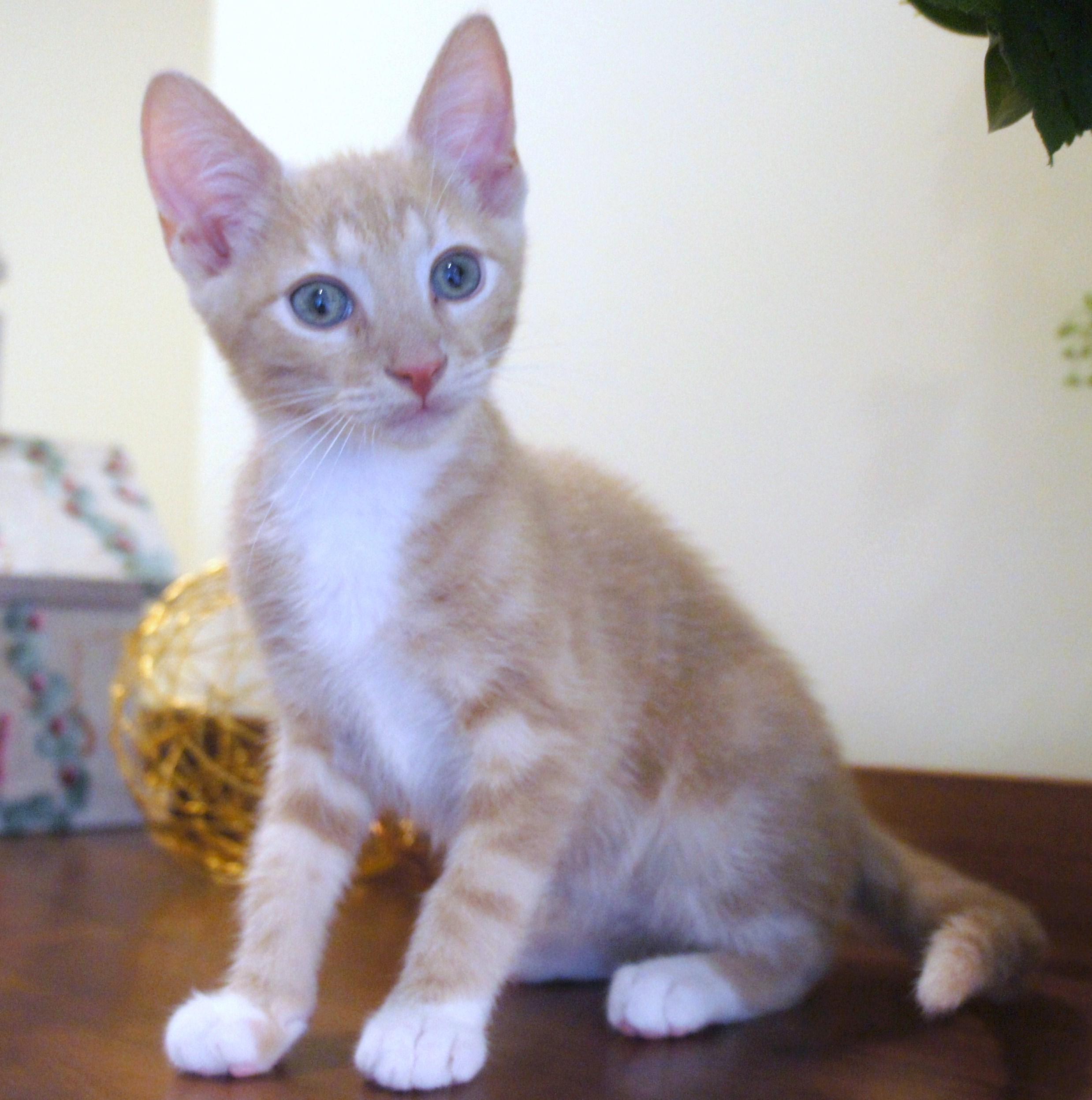 Nash, an adoptable Domestic Short Hair in Franklin, TN, 37064 | Photo Image 2