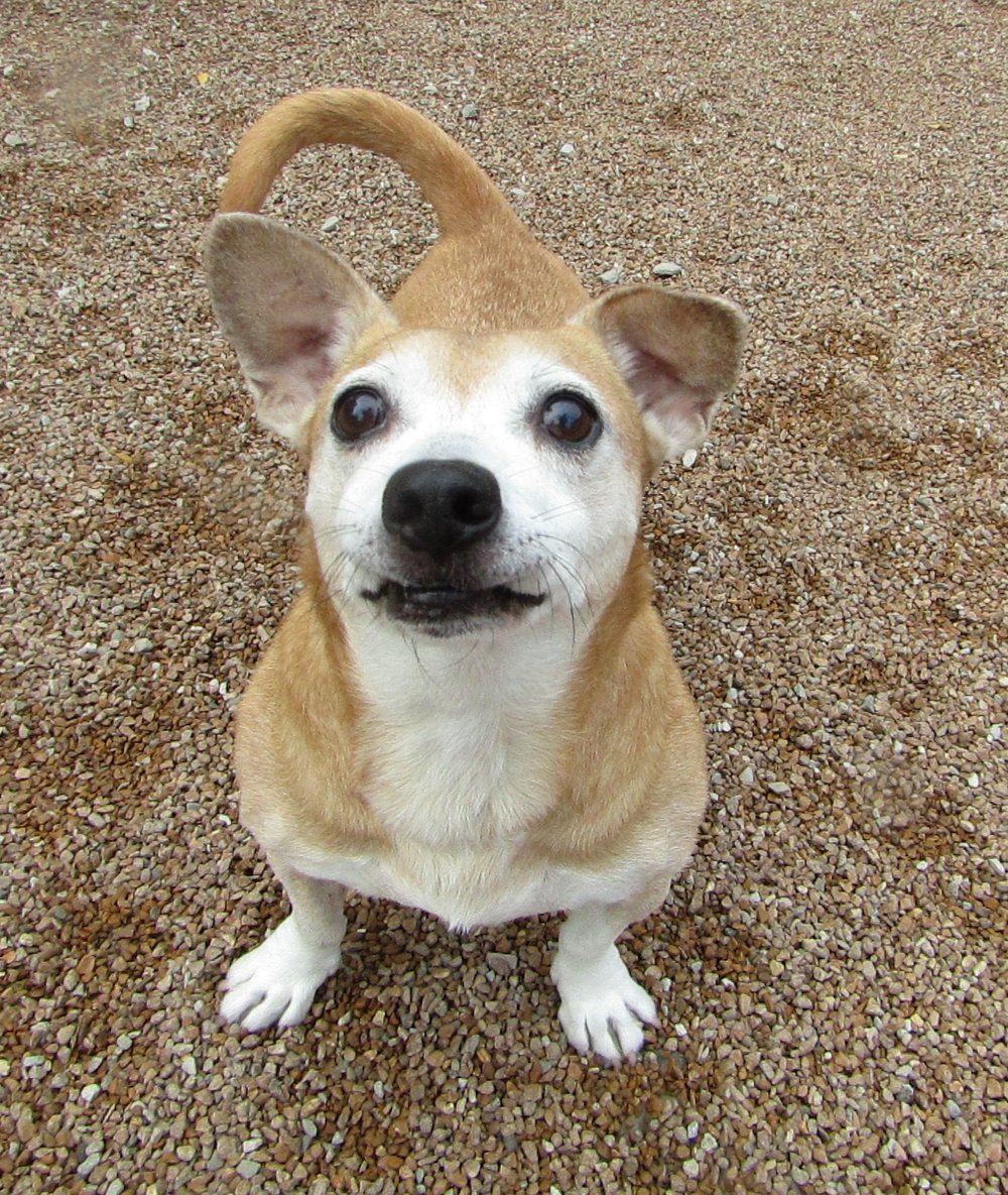 Mazda, an adoptable Pug, Beagle in Godfrey, IL, 62035 | Photo Image 1