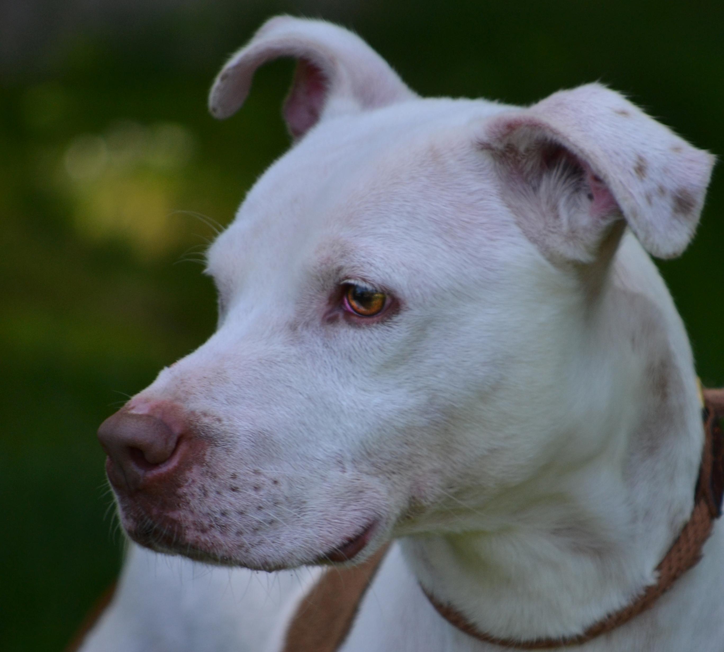 Frankie, an adoptable Pit Bull Terrier, Hound in Bloomfield, CT, 06002 | Photo Image 2