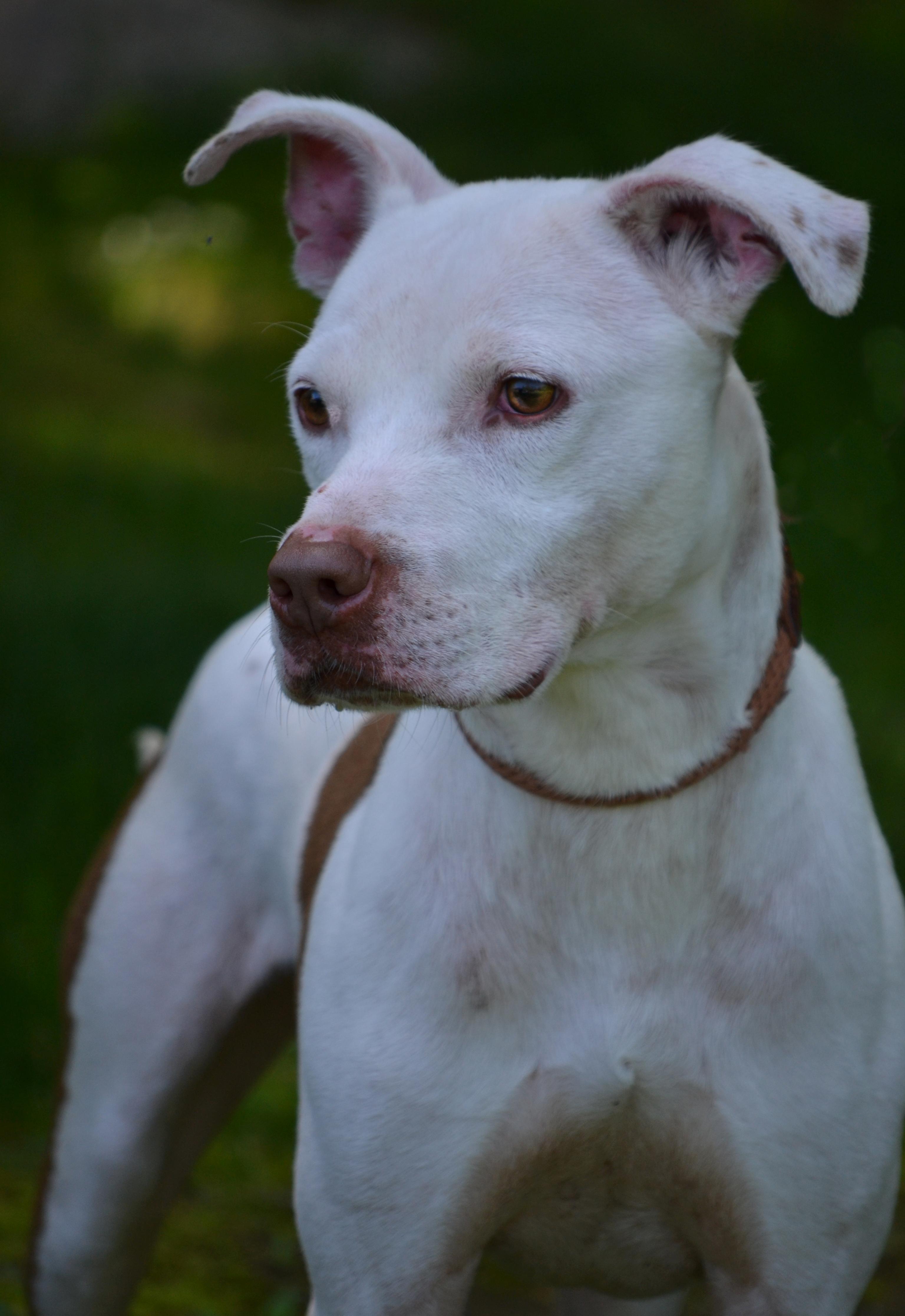Frankie, an adoptable Pit Bull Terrier, Hound in Bloomfield, CT, 06002 | Photo Image 3