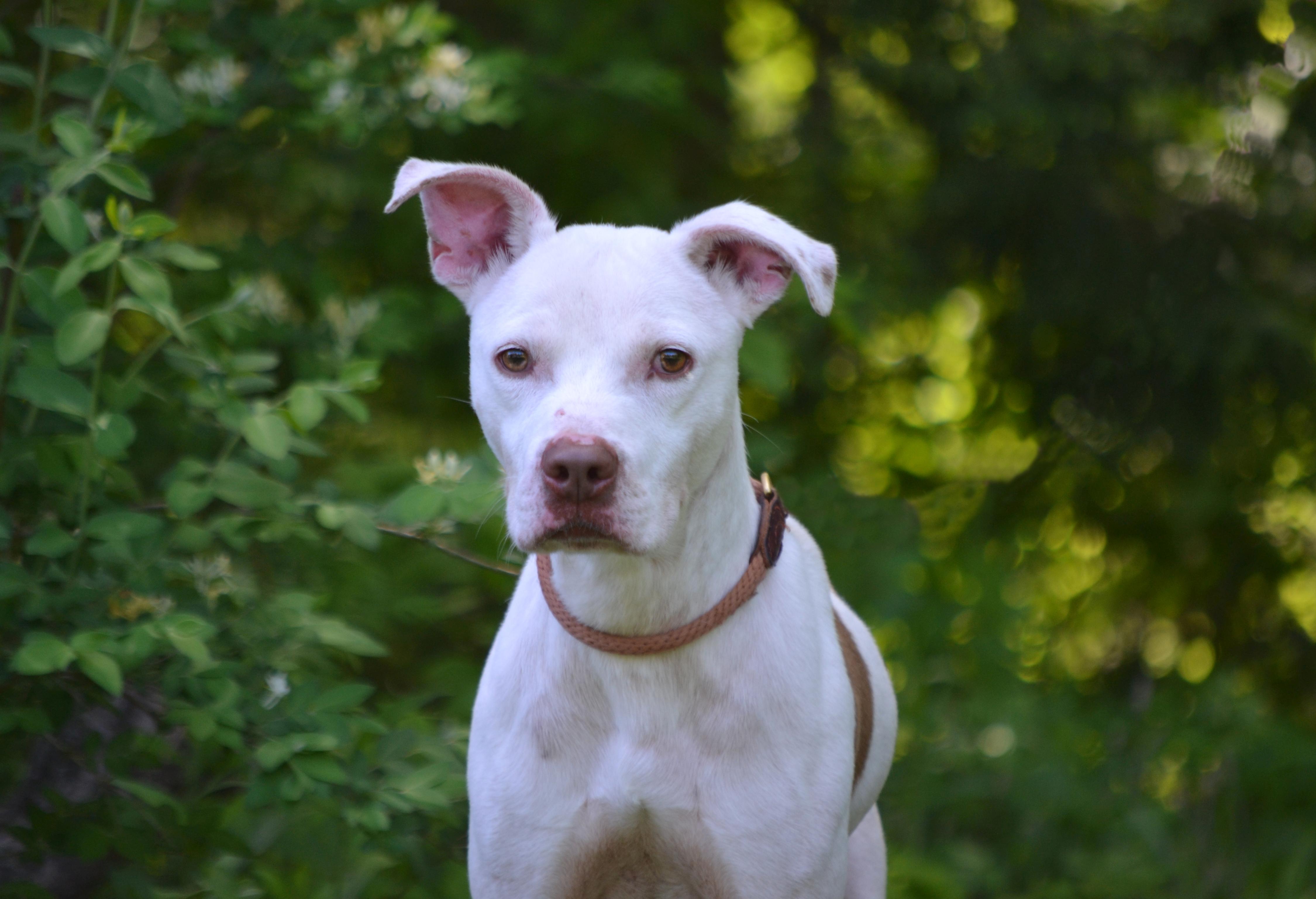 Frankie, an adoptable Pit Bull Terrier, Hound in Bloomfield, CT, 06002 | Photo Image 1