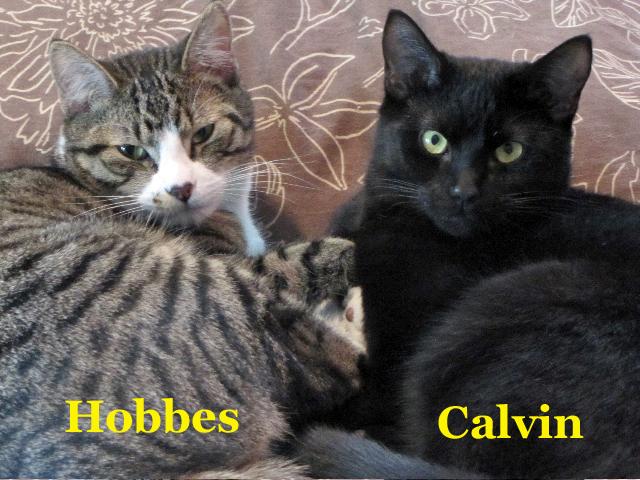 Calvin & Hobbes 1