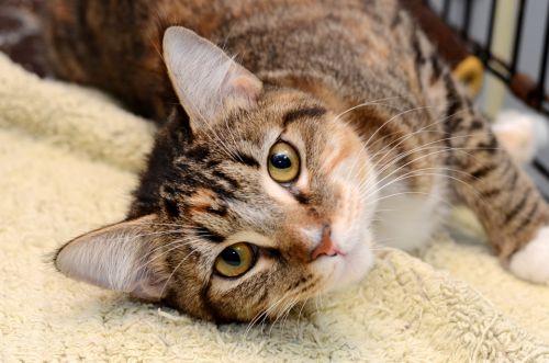 Jami, an adoptable Tortoiseshell, Tiger in Sanford, FL, 32773 | Photo Image 2