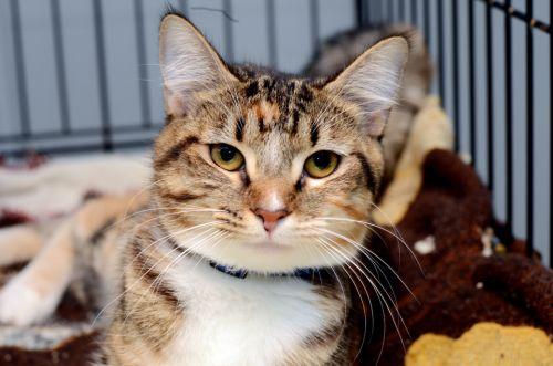 Jami, an adoptable Tortoiseshell, Tiger in Sanford, FL, 32773 | Photo Image 5