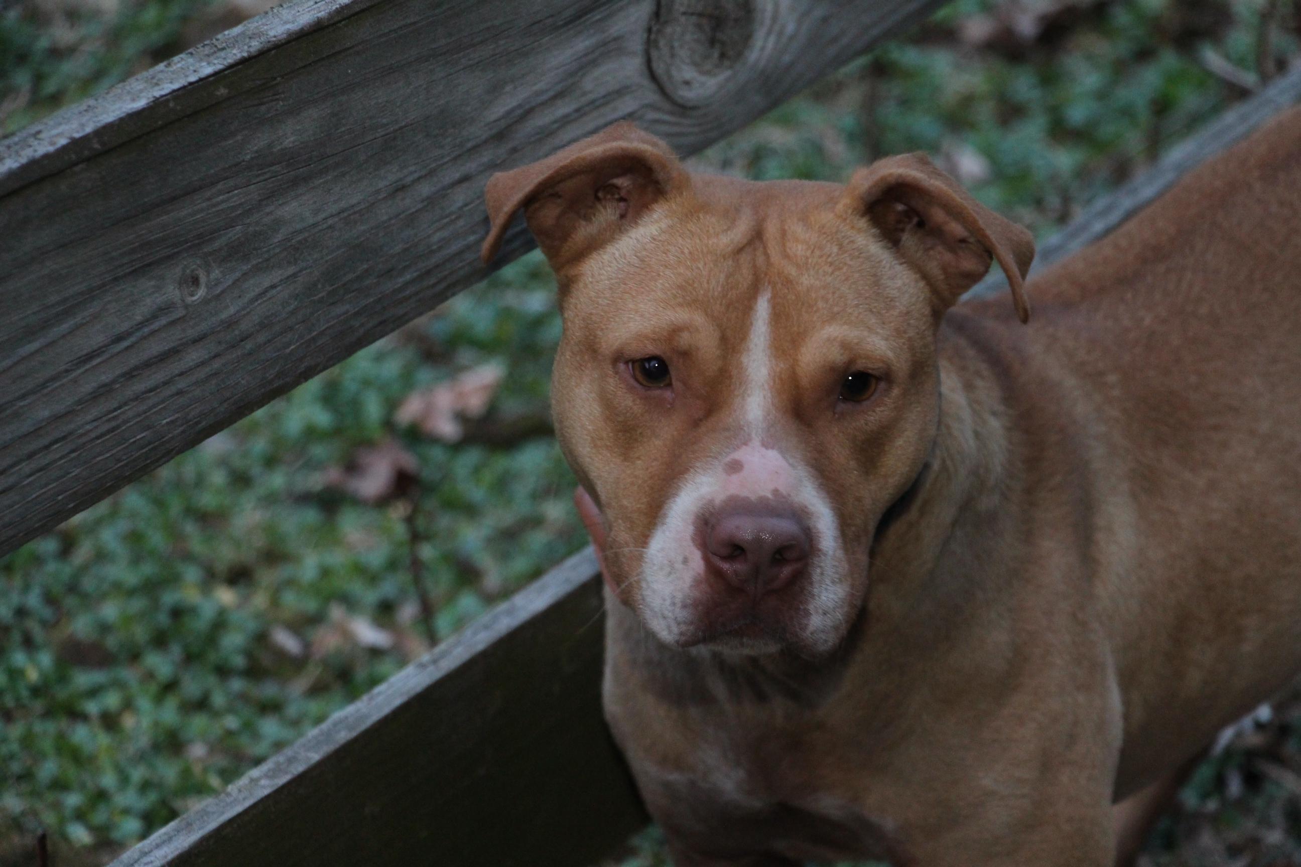 Gabby, good with dogs, NO cats. (senior), an adoptable Pit Bull Terrier in Beaverdam, VA, 23015 | Photo Image 1