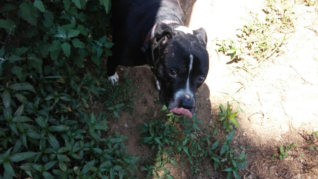 Mason, no other dogs or cats (senior), an adoptable Pit Bull Terrier in Beaverdam, VA, 23015 | Photo Image 1