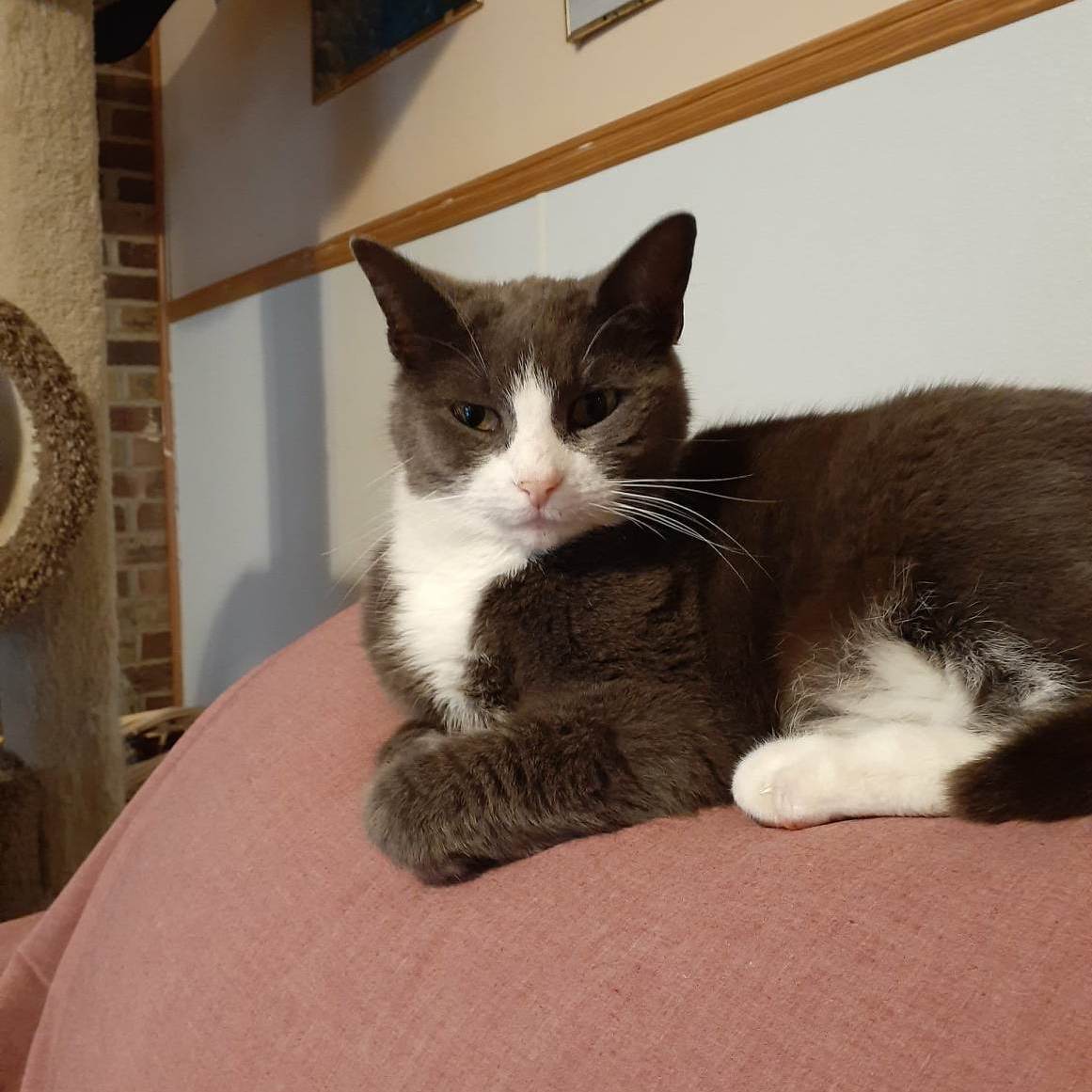 Lizzie, an adoptable Domestic Short Hair in Vine Grove, KY, 40175 | Photo Image 3