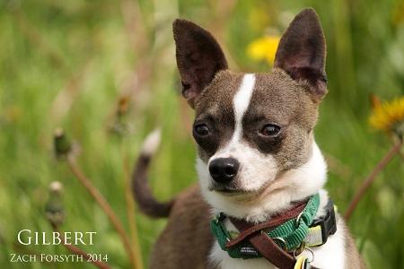 Gilbert, an adopted Chihuahua & Italian Greyhound Mix in Portland, OR_image-2