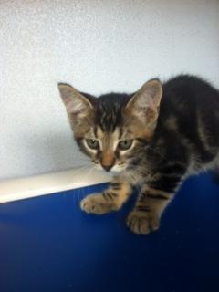 Otis 1