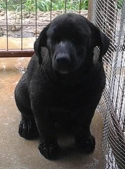 Cuddle Bear, an adoptable Labrador Retriever, Shepherd in Floresville, TX, 78114 | Photo Image 1