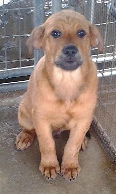 Pooh Bear, an adoptable Labrador Retriever, Shepherd in Floresville, TX, 78114 | Photo Image 2