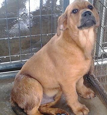 Pooh Bear, an adoptable Labrador Retriever, Shepherd in Floresville, TX, 78114 | Photo Image 3