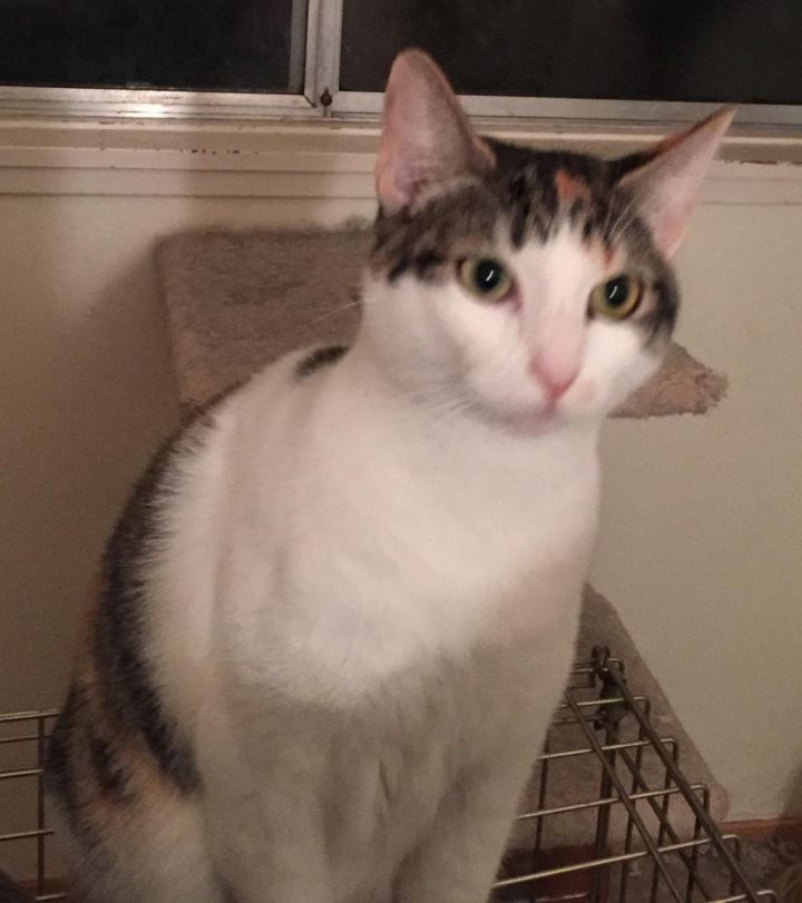 Cat for adoption - Lily, a Calico Mix in Sacramento, CA ...