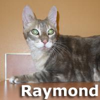 Raymond, an adopted Tabby & Domestic Short Hair Mix in Olympia, WA_image-2