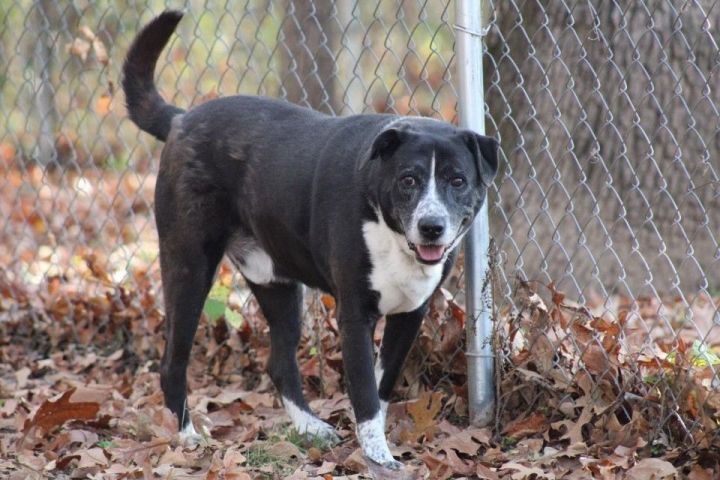 Dog for adoption - King, a Retriever & Australian Cattle Dog / Blue ...