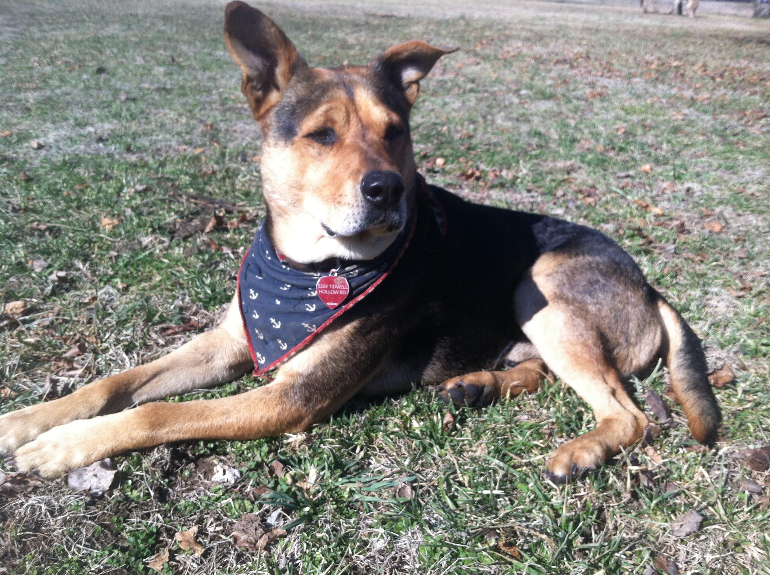 Tucker- NEEDING SPONSOR, an adoptable German Shepherd Dog in Nashville, TN, 37218 | Photo Image 3