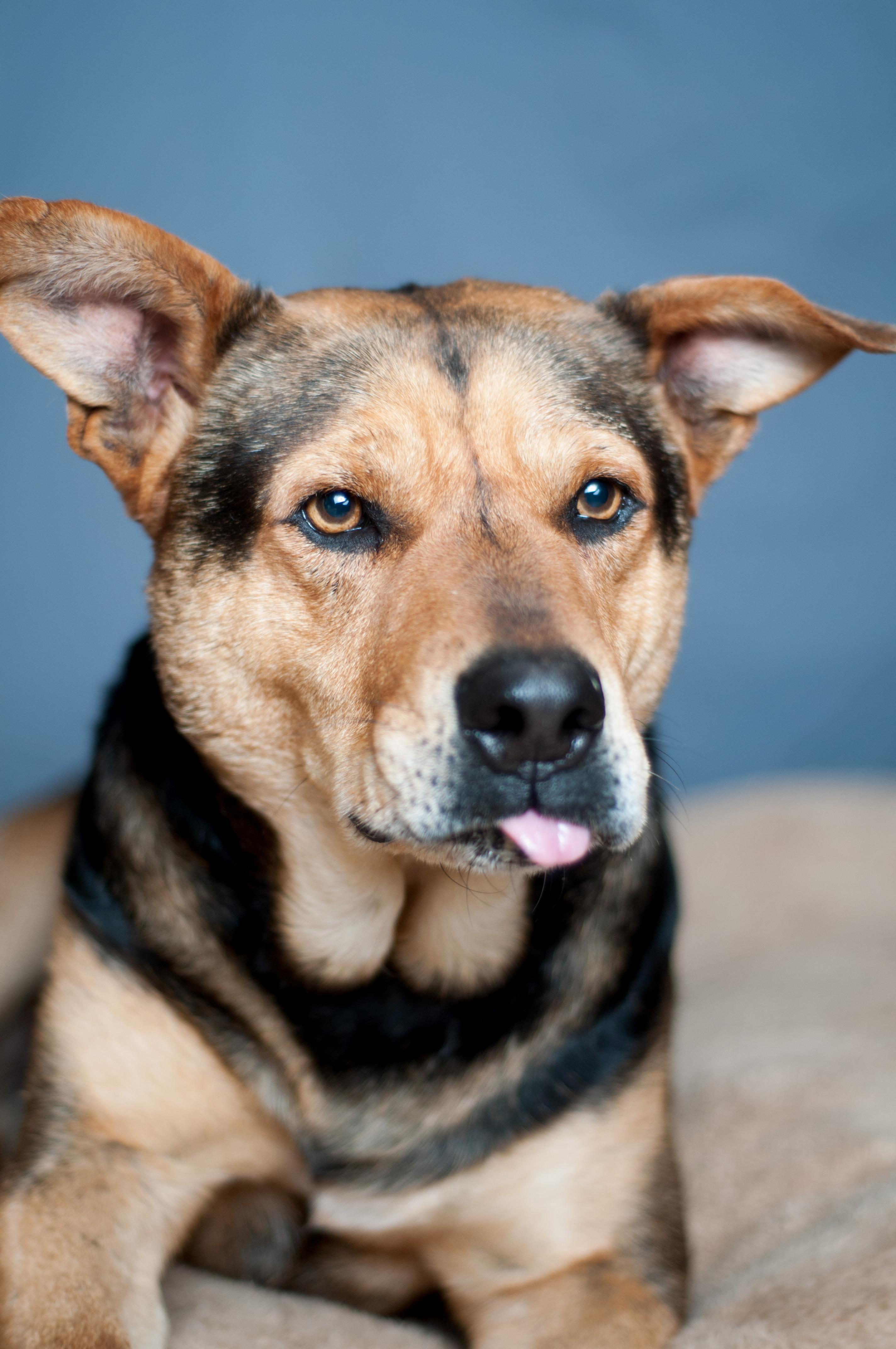 Tucker- NEEDING SPONSOR, an adoptable German Shepherd Dog in Nashville, TN, 37218 | Photo Image 1