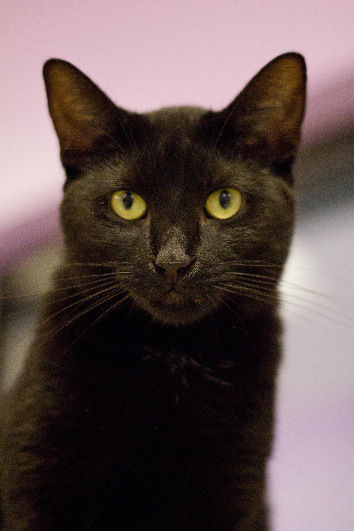 June, an adoptable Domestic Short Hair in Grayslake, IL, 60030 | Photo Image 1