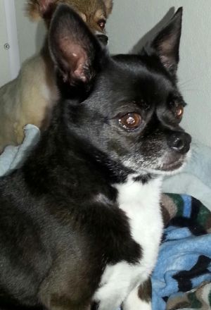 Boston Terrier Chihuahua Mix - petfinder