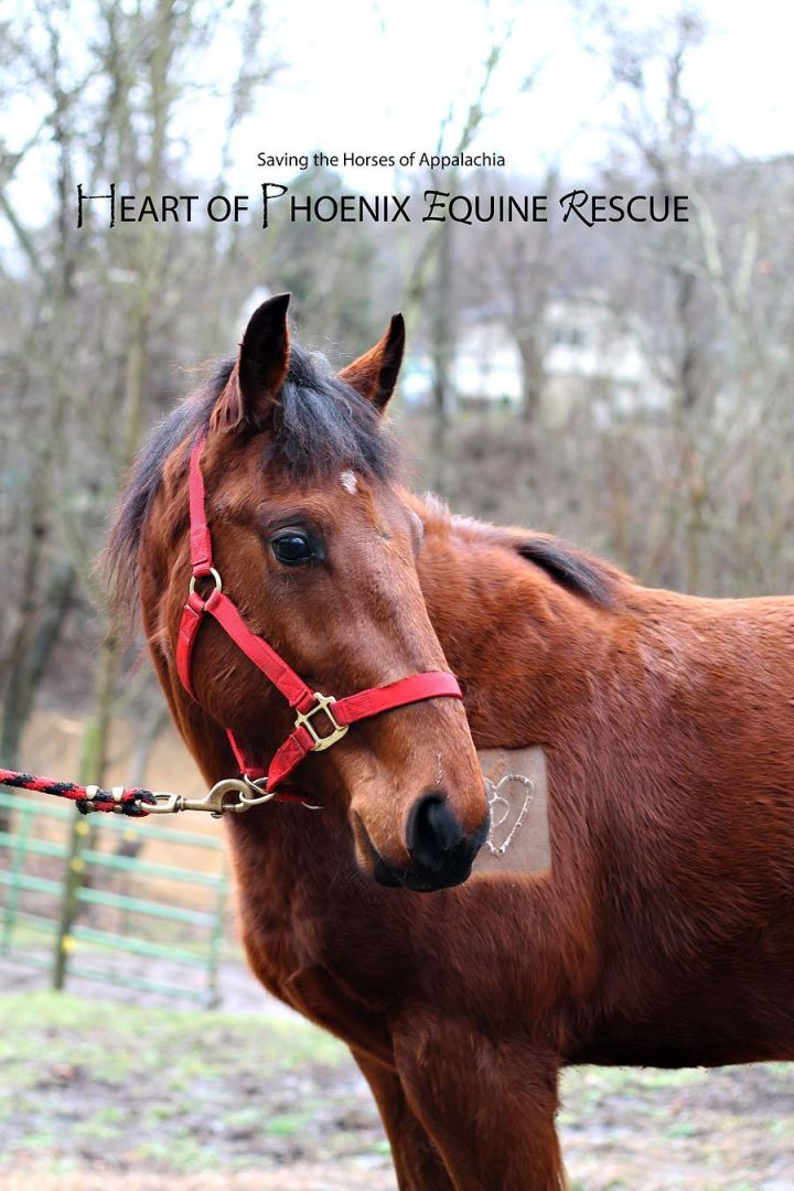 Rudy, an adopted Quarterhorse & Standardbred Mix in Huntington, WV_image-3