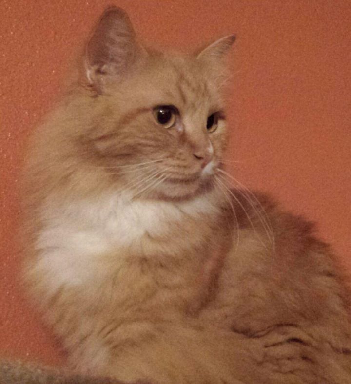 Samson--Reduced, updated with video, an adopted Maine Coon in Ennis, TX_image-3