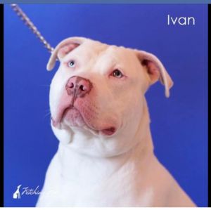 Ivan *Deaf*