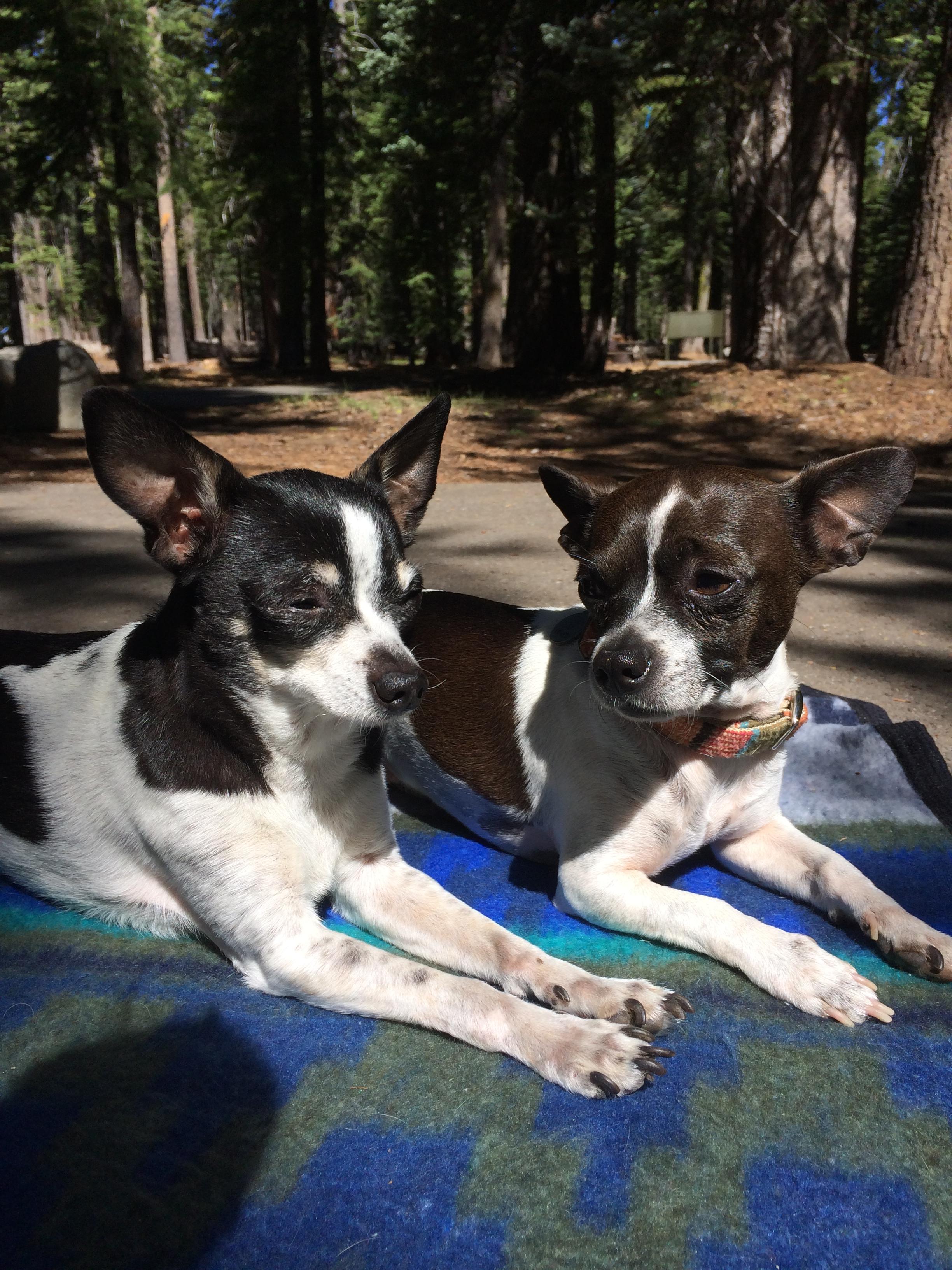 Dog for adoption Peter a Rat Terrier Chihuahua Mix in Los