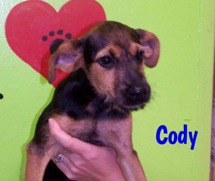 Cody 3