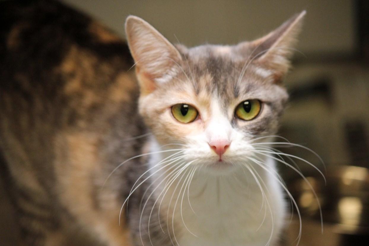 Piper* A115241