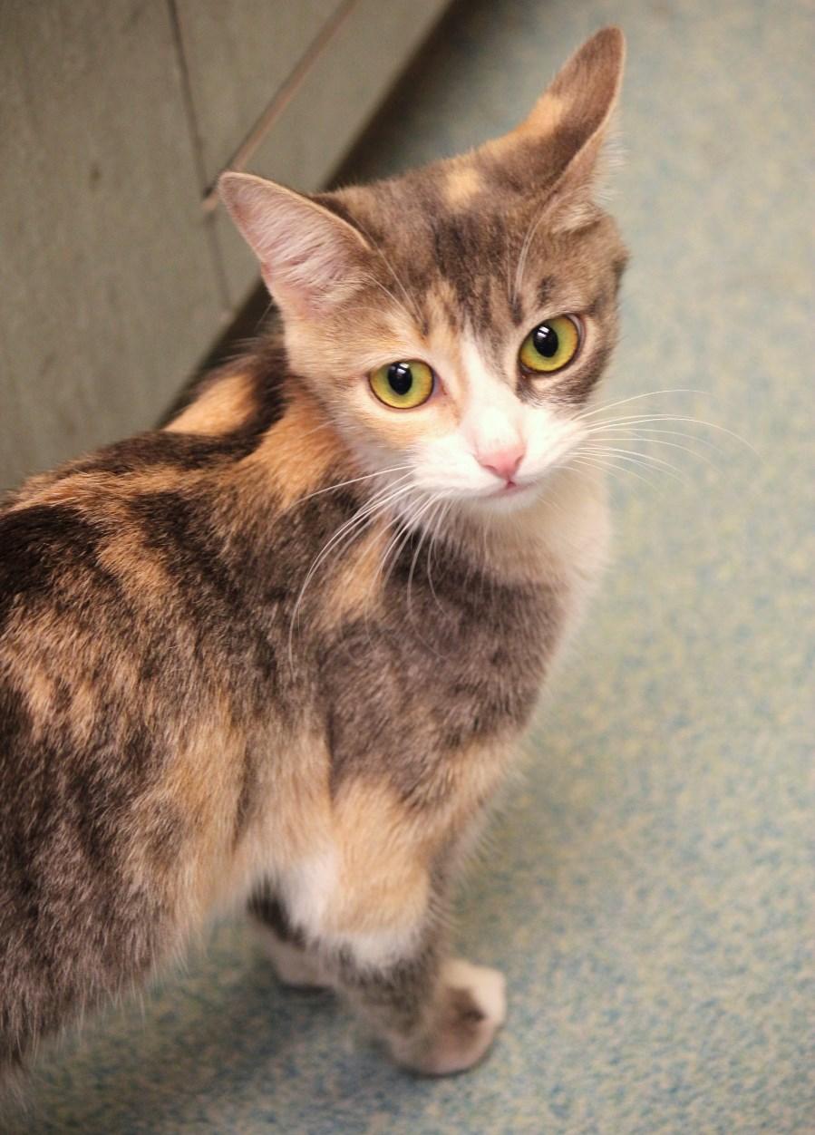 Piper* A115241