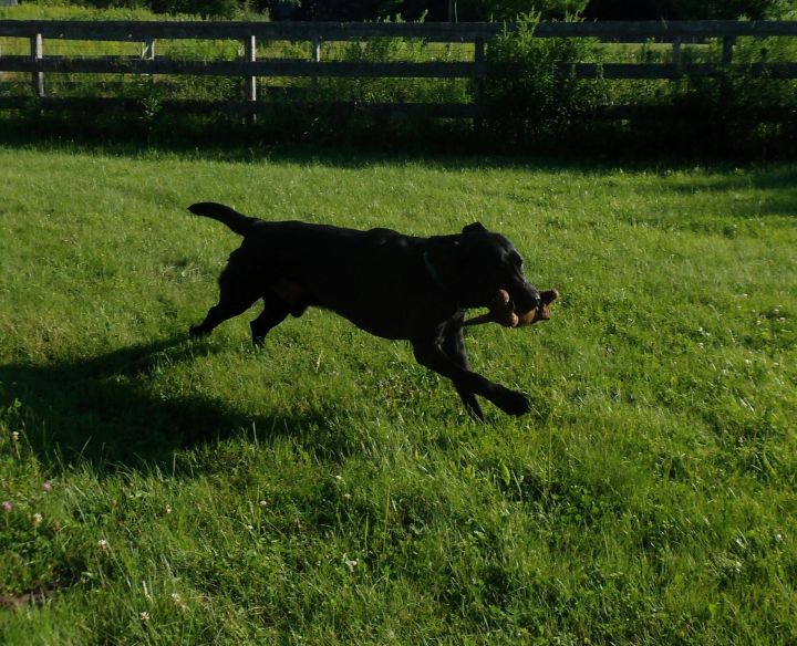 Deeks, an adopted Black Labrador Retriever in Brownsville, VT_image-2