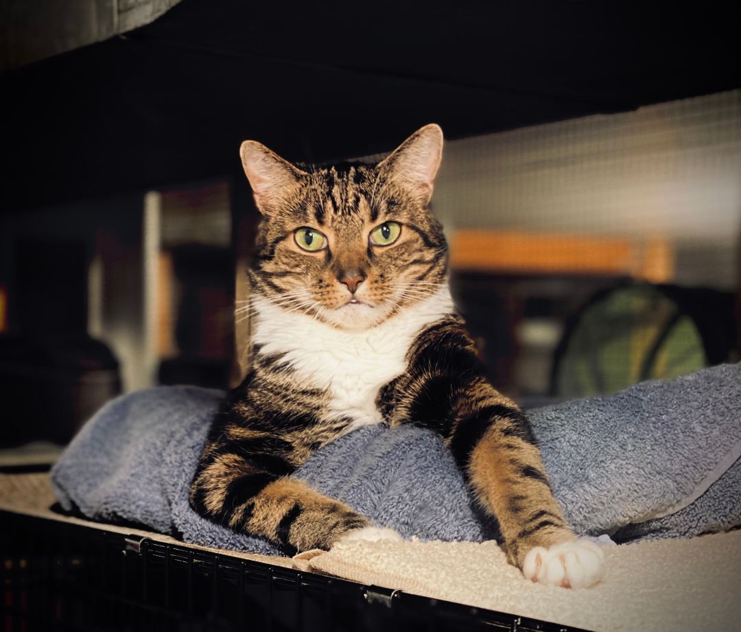 Milo, an adoptable Tabby in New Canaan, CT, 06840 | Photo Image 3