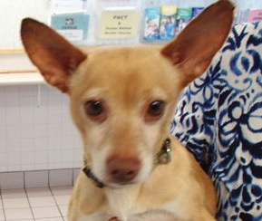 Snoopy, an adoptable Terrier in Honolulu, HI, 96826 | Photo Image 1